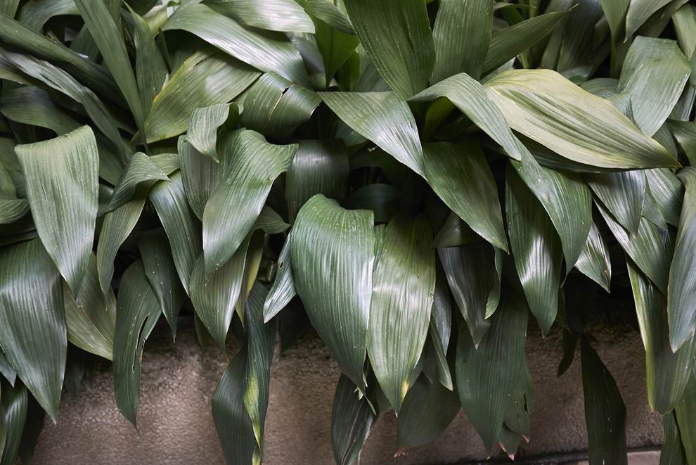 Agglegénypálma - Aspidistra elatior
