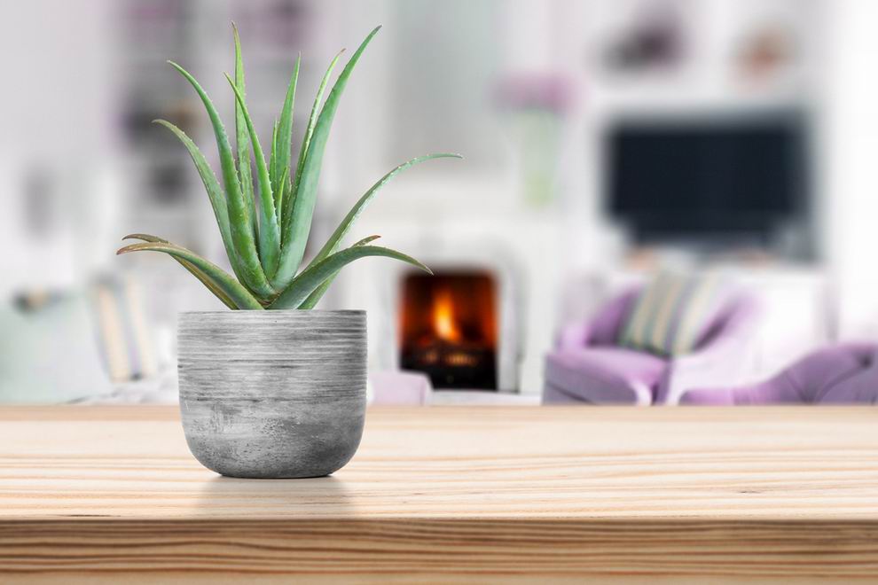 Aloe vera