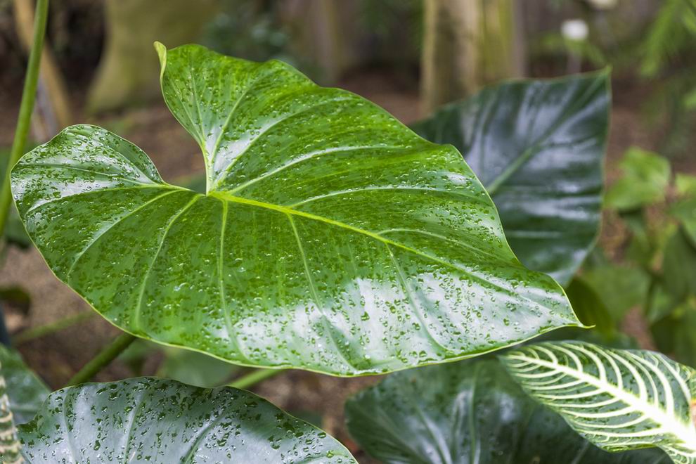 Filodendron