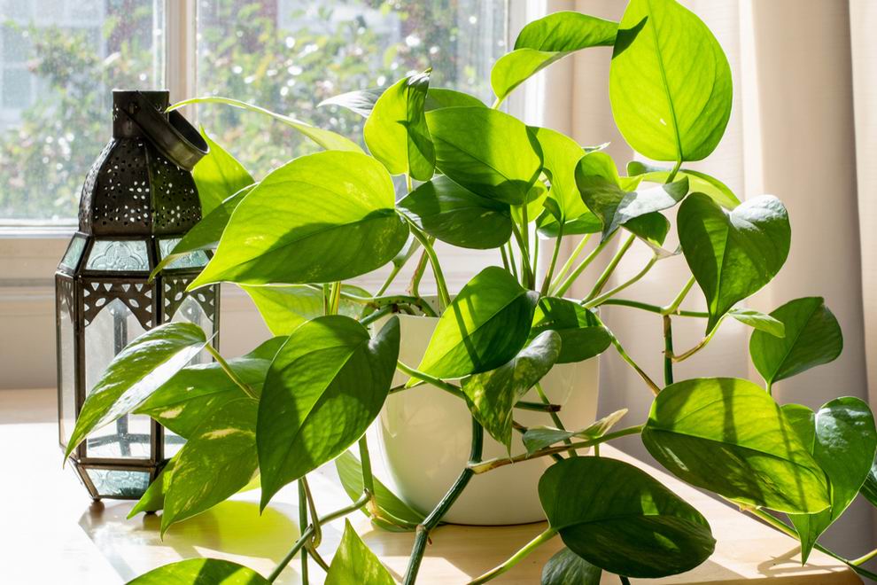 Szobai futóka - Epipremnum aureum