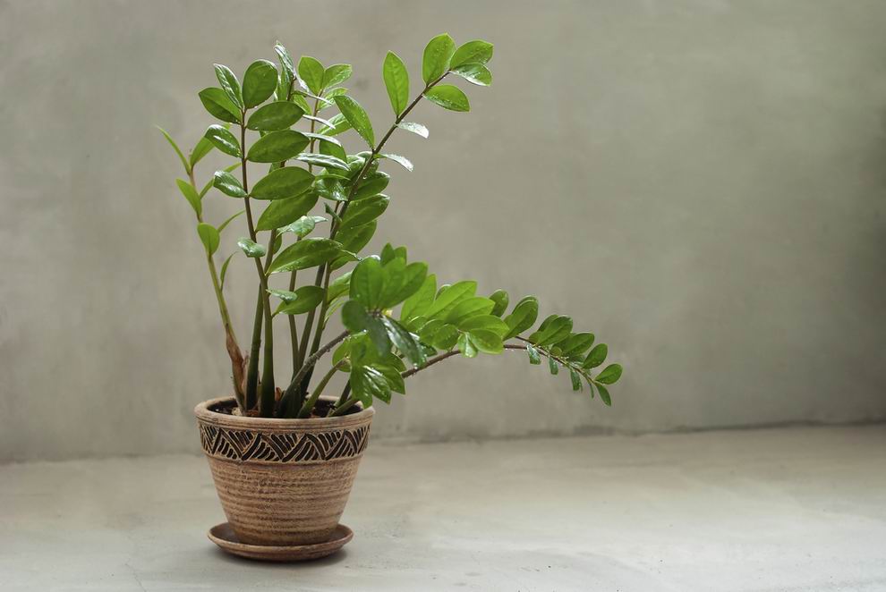 Zamiopálma - Zamioculcas zamiifolia