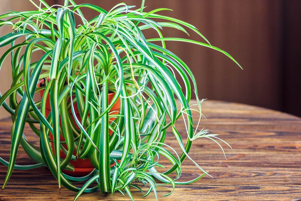 Zöldike - Chlorophytum comosum