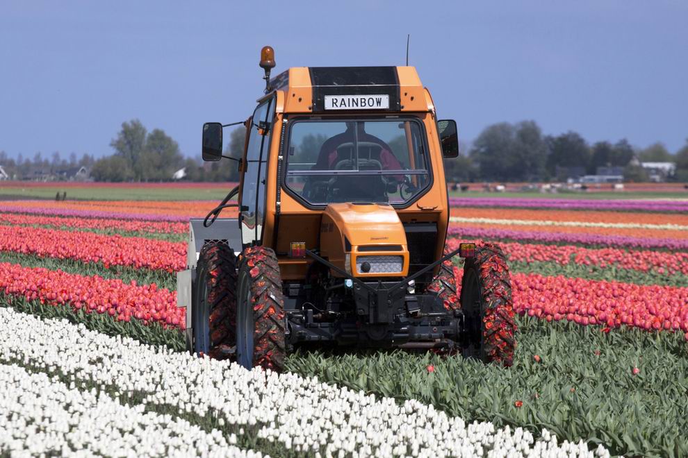 tulipán kertészet